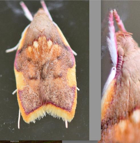Réf. 363 634 : Carcina quercana